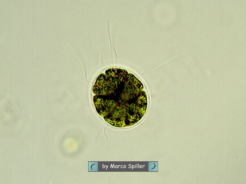 Pandorina morum: alga poliedrica per tutte le acque